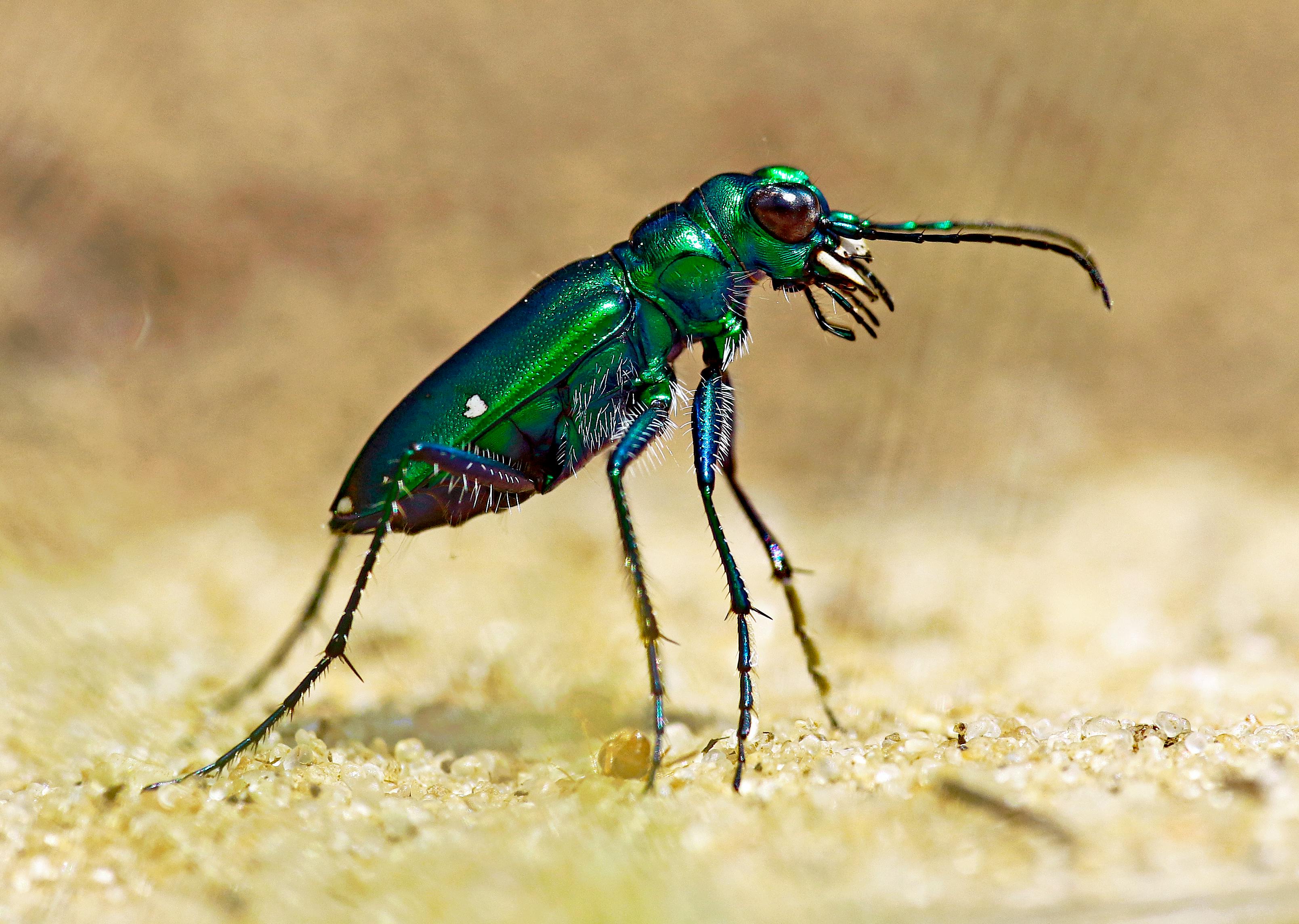 مبيدات حشرية